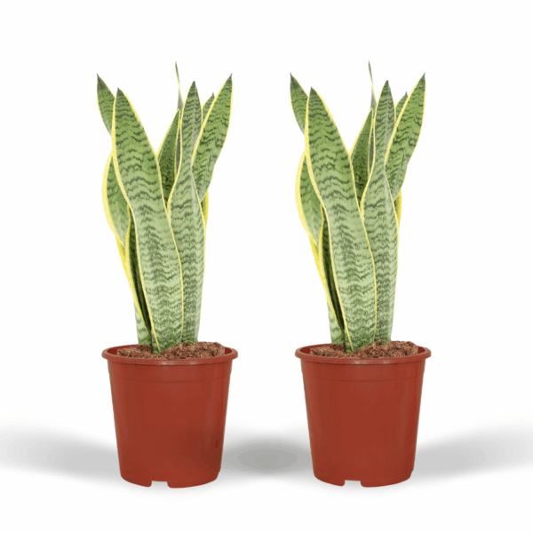 d448436f4dc544eb8d0dd5acbfde7bcd2b25564617b043529c934403feef9bf3-1.png Sansevieria Laurentii - Weibliche Zunge | 2 Stück