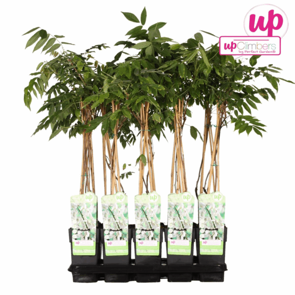 Wisteria floribunda 'Longissima Alba'