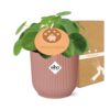 Pilea Peperomioides in ELHO Vibes Fold rosa