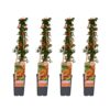 Pyracantha 'Soleil dOr' | 4 Stück