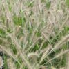 Pennisetum alopecuroides 'Hameln'