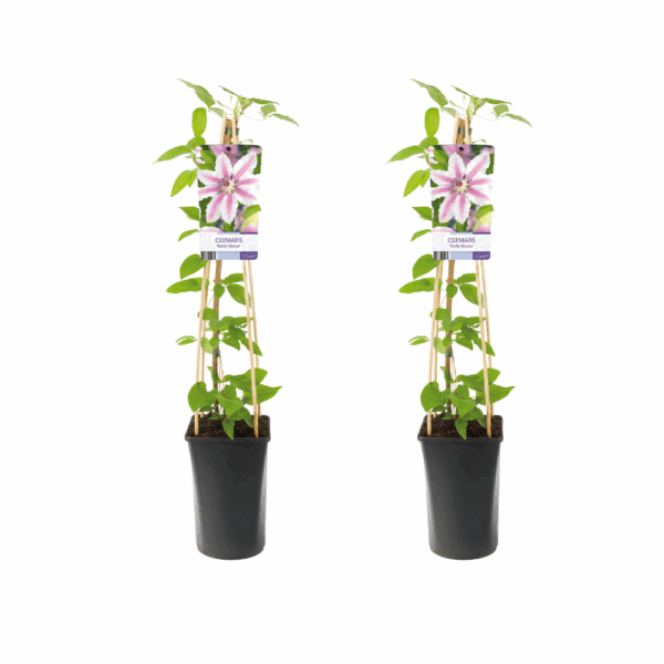 debc9245839c428bbc2d565925dc589edb5d16e5ec2b4ed581db538e534c2e6d.png Clematis Nelly Moser | 2 Stück