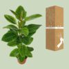 Ficus Altissima