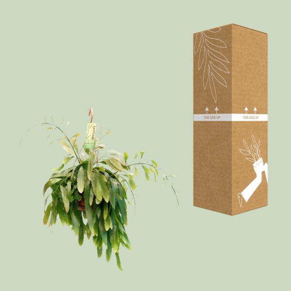 e00b1b8188d0433484bac769d23f15d4ba9a3244ab304c809fdc34c8bc674e37.jpg Pseudorhipsalis Ramulosa Rote Koralle