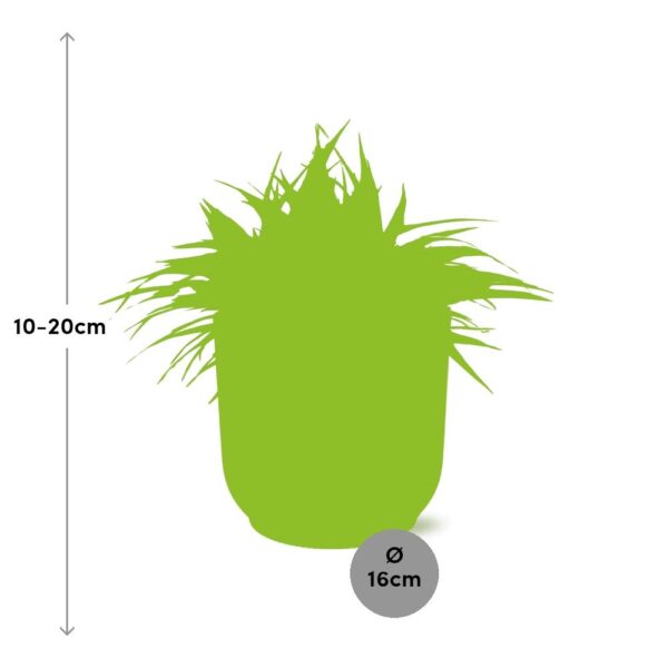 e2d1923519f1457f80a133f4a193cf6c3a6950c4e1cc4c4fb4a479ca957531c5.jpg Chlorophytum Ocean 15 in ELHO Vibes Fold rund zartrosa