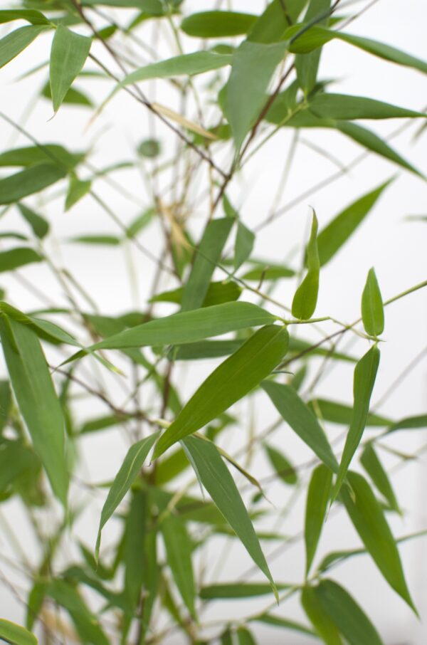 Phyllostachys 'Bissetii' - Grüner Stängelbambus
