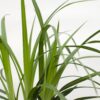Carex morrowii 'Irish Green' | 3 Stück