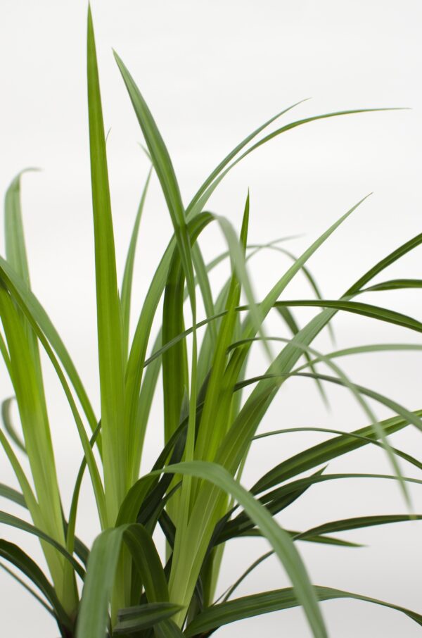 Carex morrowii 'Irish Green' | 3 Stück