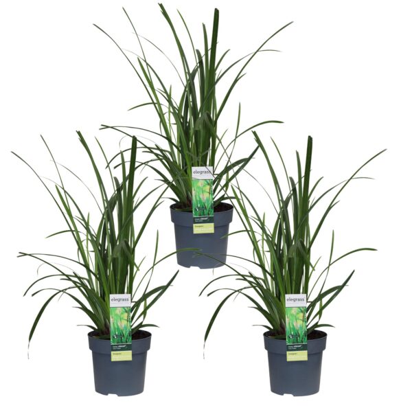 Carex morrowii 'Irish Green' | 3 Stück