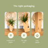 Everspring - Tillandsia Air mix - 10 StÃ¼ck - 6 cm - ø6