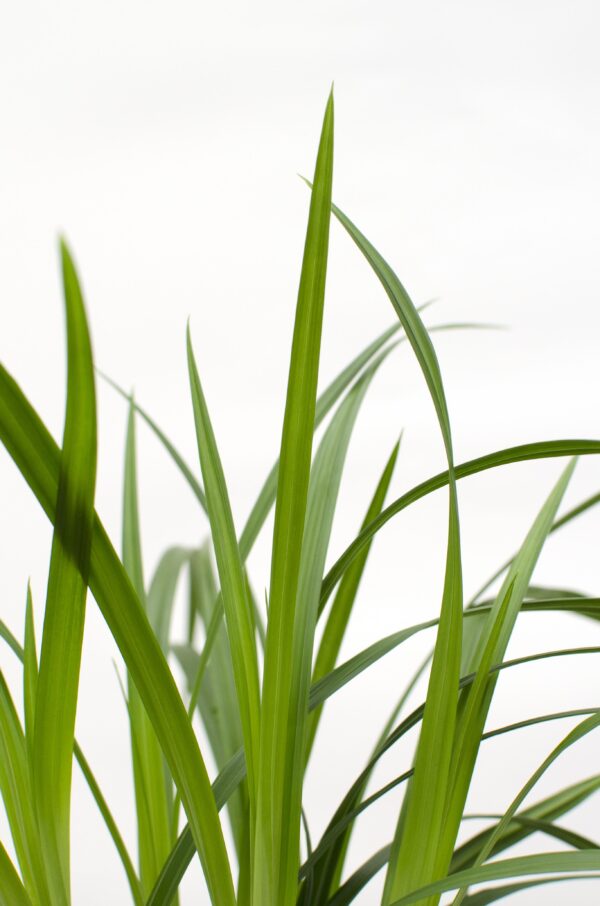 Carex morrowii 'Irish Green' | 3 Stück
