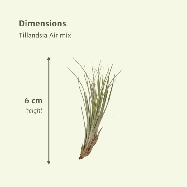 fac3f6c71d41431cb78b7aed50da3f01a869769176a945aa9996f05f26521951.png Everspring - Tillandsia Air mix - 20 Stück - 6 cm - ø6