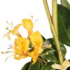 Lonicera henryi | 4 Stück