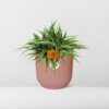 Chlorophytum Ocean 15 in ELHO Vibes Fold rund zartrosa