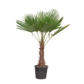 thumbnail_6000-101.jpg Trachycarpus Fortuneii