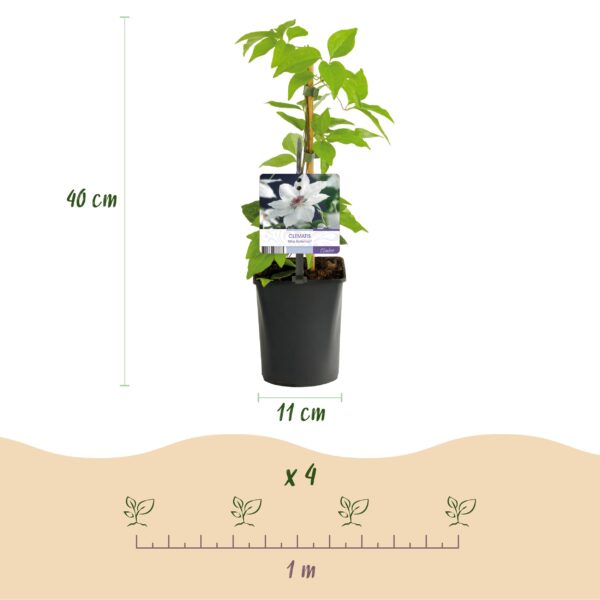 thumbnail_6000-1028.jpg Kletterpflanze - Clematis Miss Bateman - Wenig Pflege - 2 Pflanzen