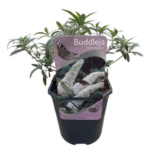Schmetterlingsstrauch - Buddleja davidii White Profusion - Blüte Weiß - 1 Pflanze - Laubabwerfend - Schmetterlingsanziehend