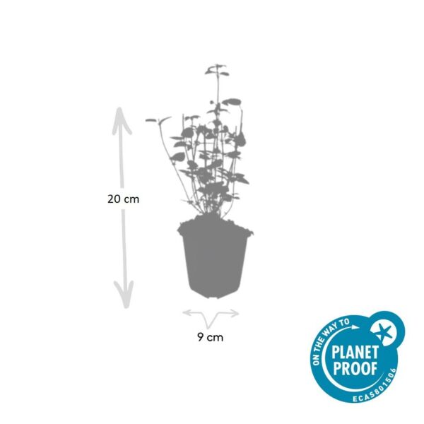 thumbnail_6000-1357.jpg Agastache 'Black Adder' | 60 Stücke