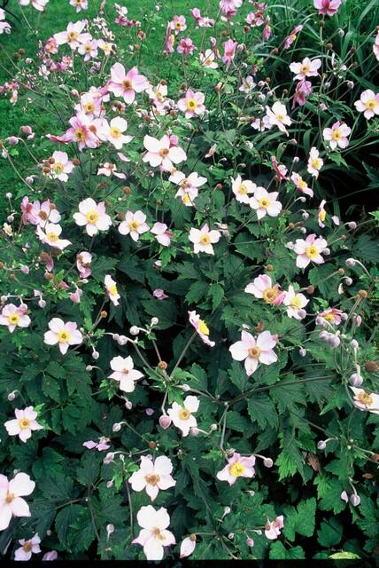 thumbnail_6000-1485.jpg Anemone tomentosa 'Robustissima' | 40 Stücke