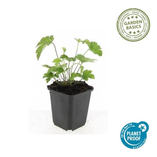 thumbnail_6000-1496.jpg Anemone tomentosa 'Robustissima' | 6 Stücke