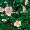 Anemone tomentosa 'Robustissima' | 6 Stücke
