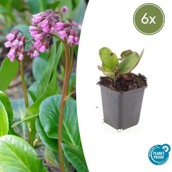 thumbnail_6000-1511.jpg Bergenia cordifolia 'Herbstblüte' | 6 Stücke