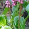 Bergenia cordifolia 'Herbstblüte' | 60 Stücke