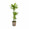 Dracaena Fragrans Golden Coast