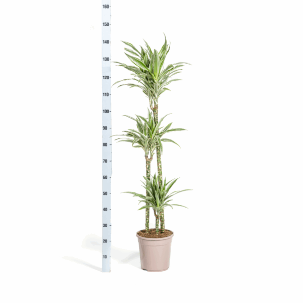 thumbnail_6000-1693.png Dracaena Deremensis Weißer Streifen
