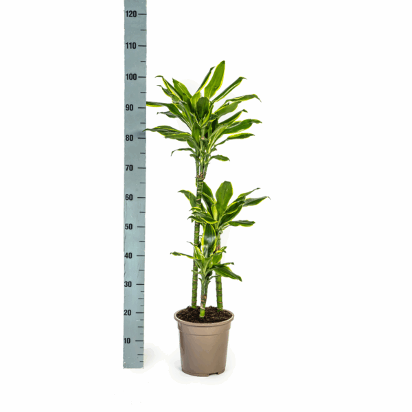 thumbnail_6000-1694.png Dracaena Fragrans Golden Coast