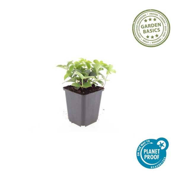 Cornus canadensis | 6 Stücke