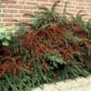 Cotoneaster horizontalis | 40 Stücke