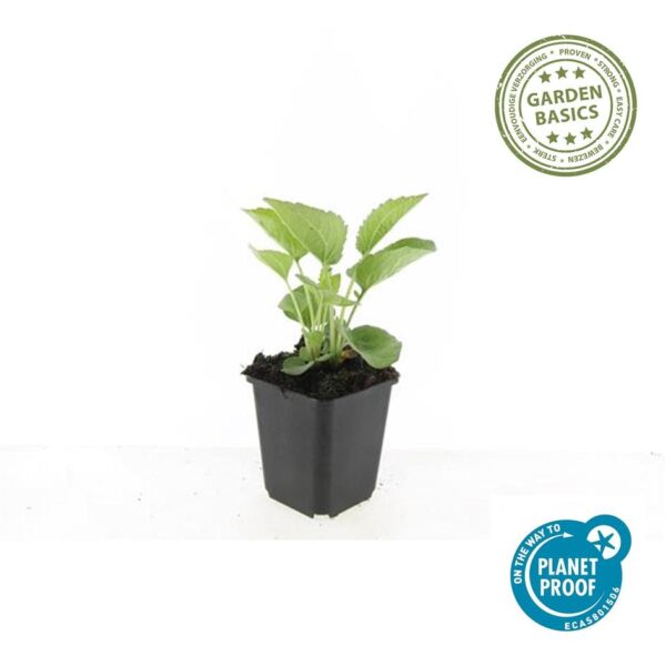 thumbnail_6000-1834.jpg Echinacea purpurea 'Magnus' | 40 Stücke
