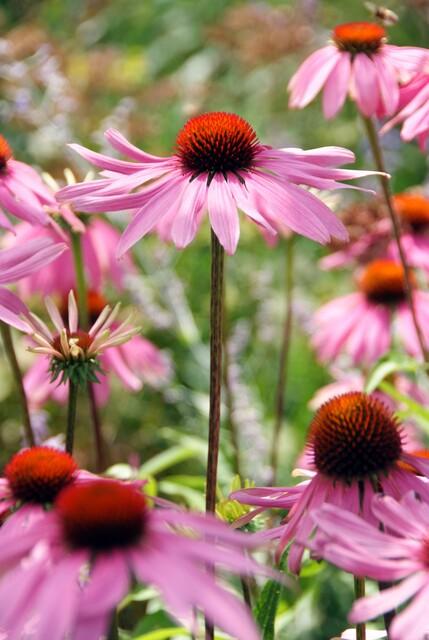 thumbnail_6000-1836.jpg Echinacea purpurea 'Magnus' | 40 Stücke