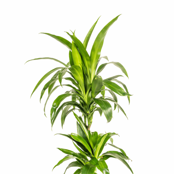 thumbnail_6000-1848.png Dracaena Deremensis Lisa