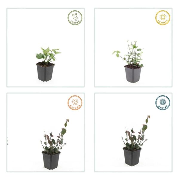 thumbnail_6000-1876.jpg Euonymus fortunei 'Coloratus' | 20 Stücke