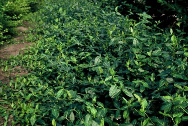 thumbnail_6000-1945.jpg Euonymus fortunei 'Dart's Blanket' | 6 Stücke