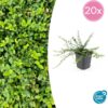 Euonymus fortunei 'Minimus' | 20 Stücke