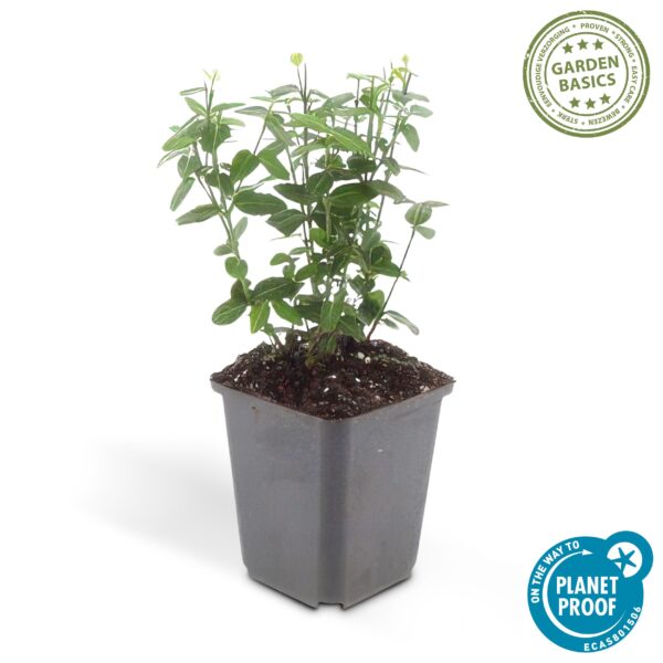 thumbnail_6000-2026.jpg Euonymus fortunei 'Radicans' | 6 Stücke