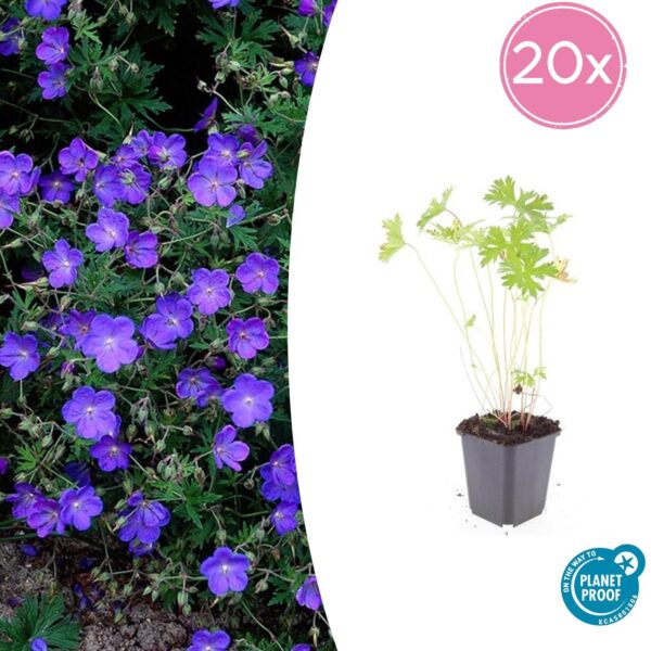 thumbnail_6000-2085.jpg Geranium 'Johnson's Blue' | 20 Stücke