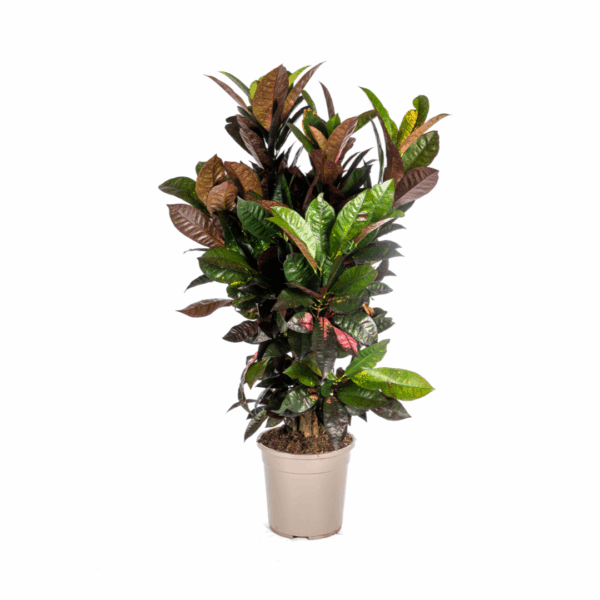 thumbnail_6000-209.png Codiaeum 'Croton' Iceton