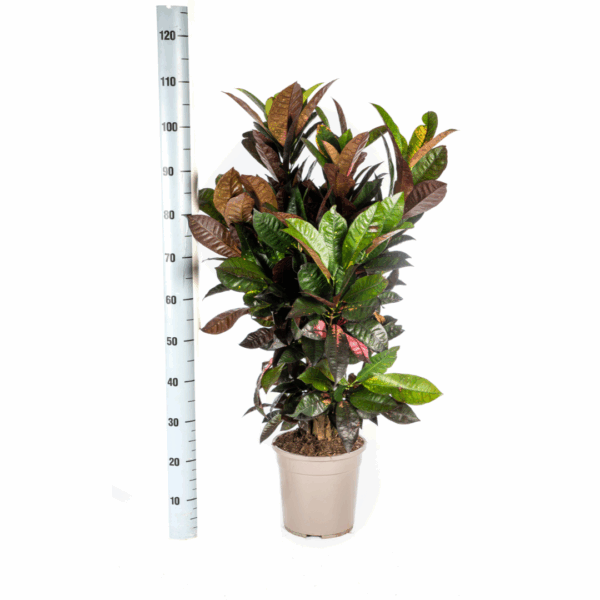 thumbnail_6000-212.png Codiaeum 'Croton' Iceton