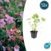Geranium macrorrhizum | 12 Stücke