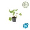 Geranium macrorrhizum 'Ingwersen's Var.' | 40 Stücke