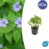 Geranium nodosum | 40 Stücke