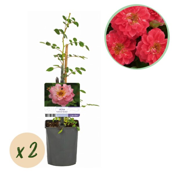 thumbnail_6000-229.jpg Kletterrose - Rosa Salmon Queen - Blüte Hellrosa - Geringer Pflegeaufwand - 2 Pflanzen