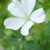 Geranium sanguinea 'Album' | 12 Stücke