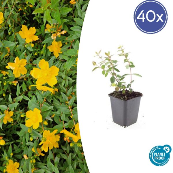 thumbnail_6000-2349.jpg Hypericum dummeri 'Peter Dummer' | 40 Stücke
