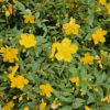 Hypericum dummeri 'Peter Dummer' | 40 Stücke