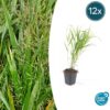 Hakonechloa macra | 12 Stücke